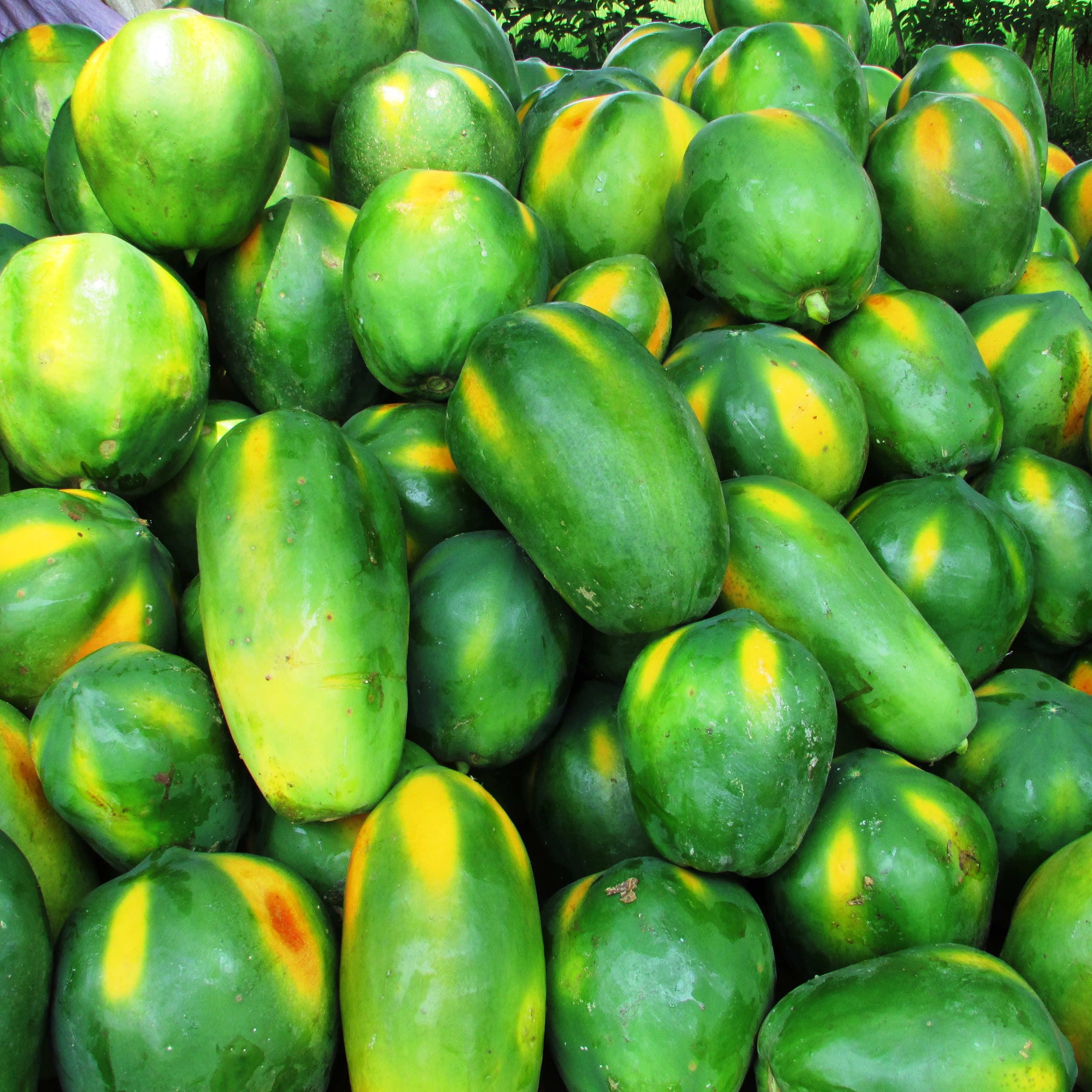 Green Papaya sourced from India