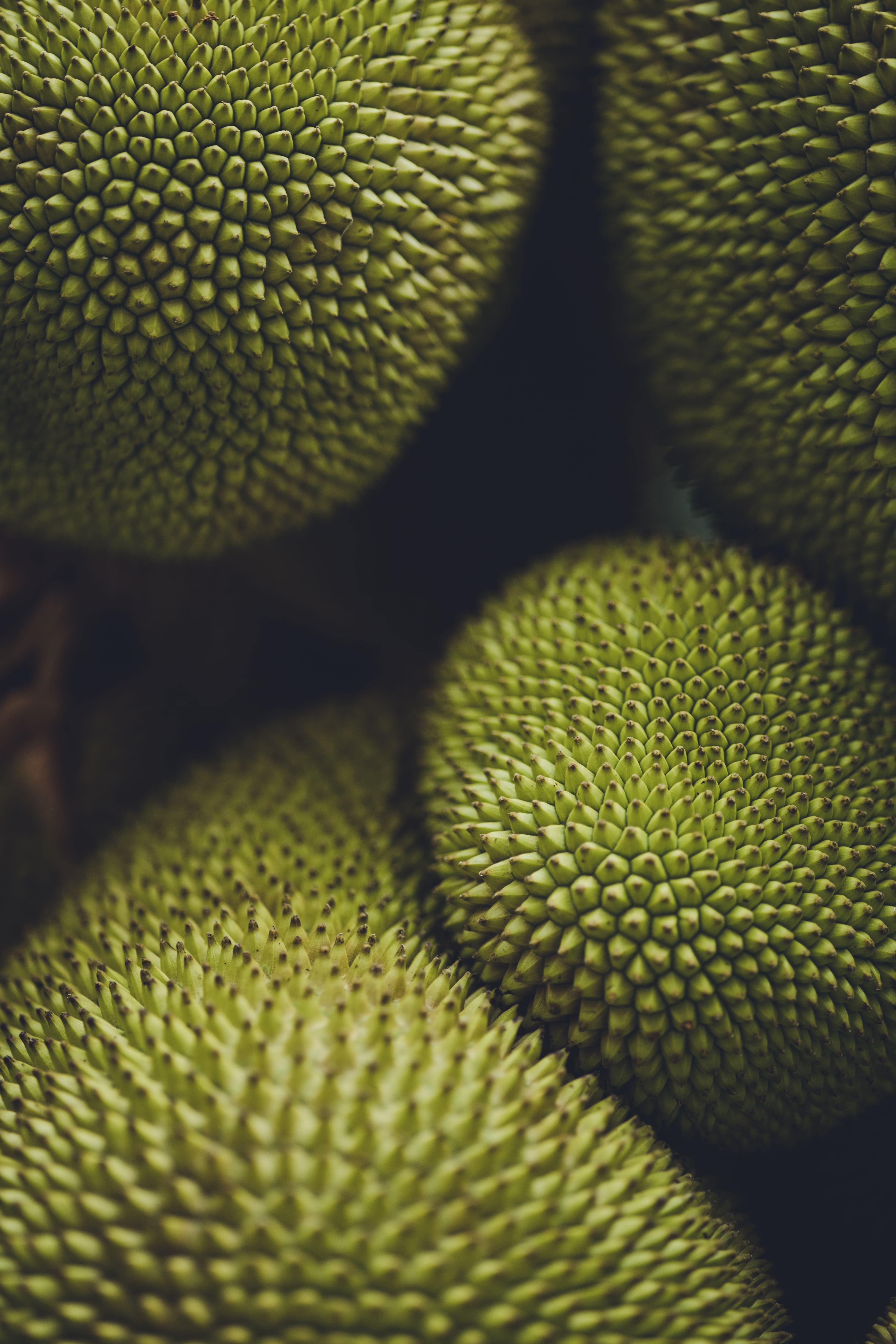 Jackfruit sourced from India