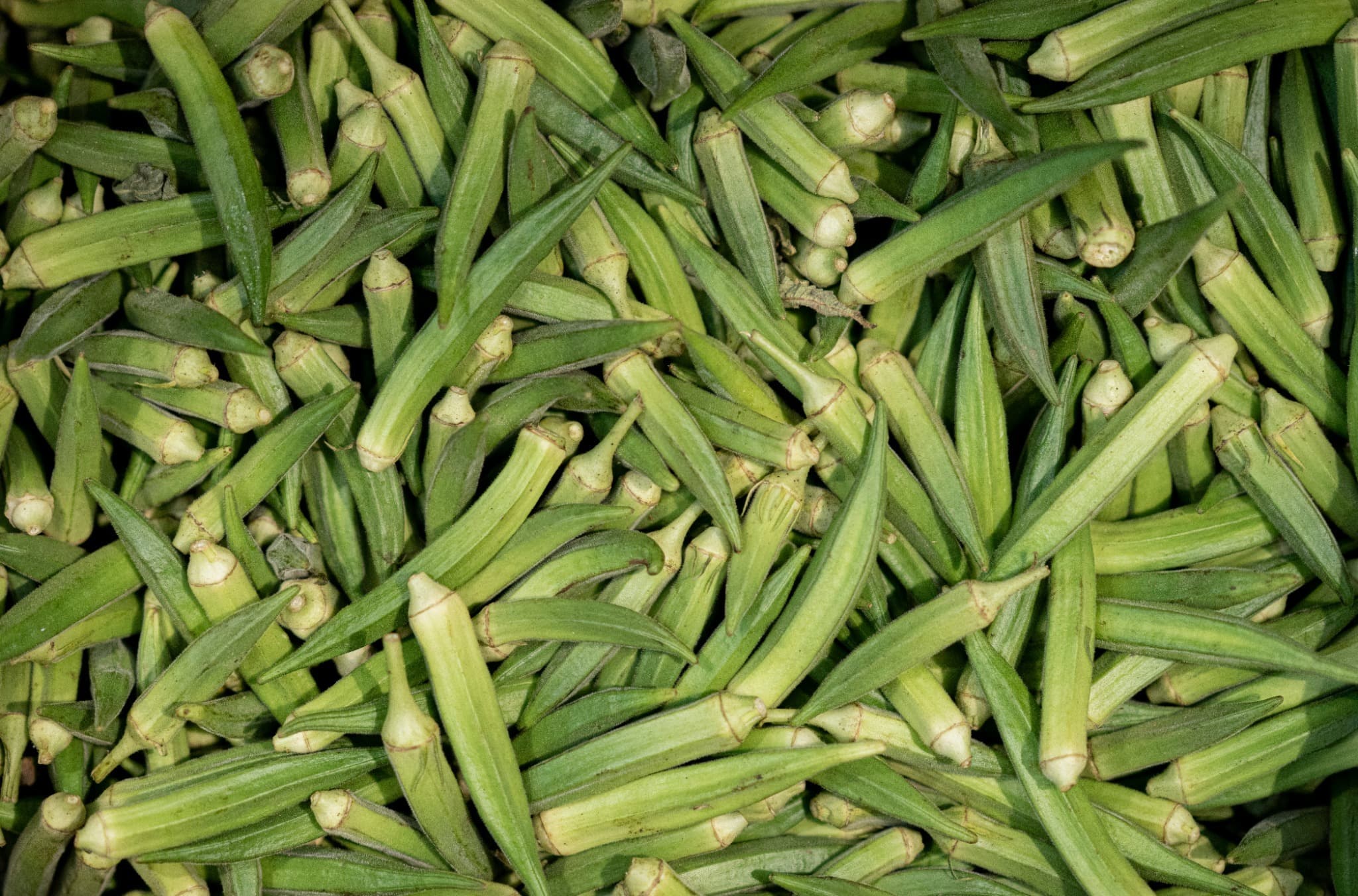 Okra / Lady Finger