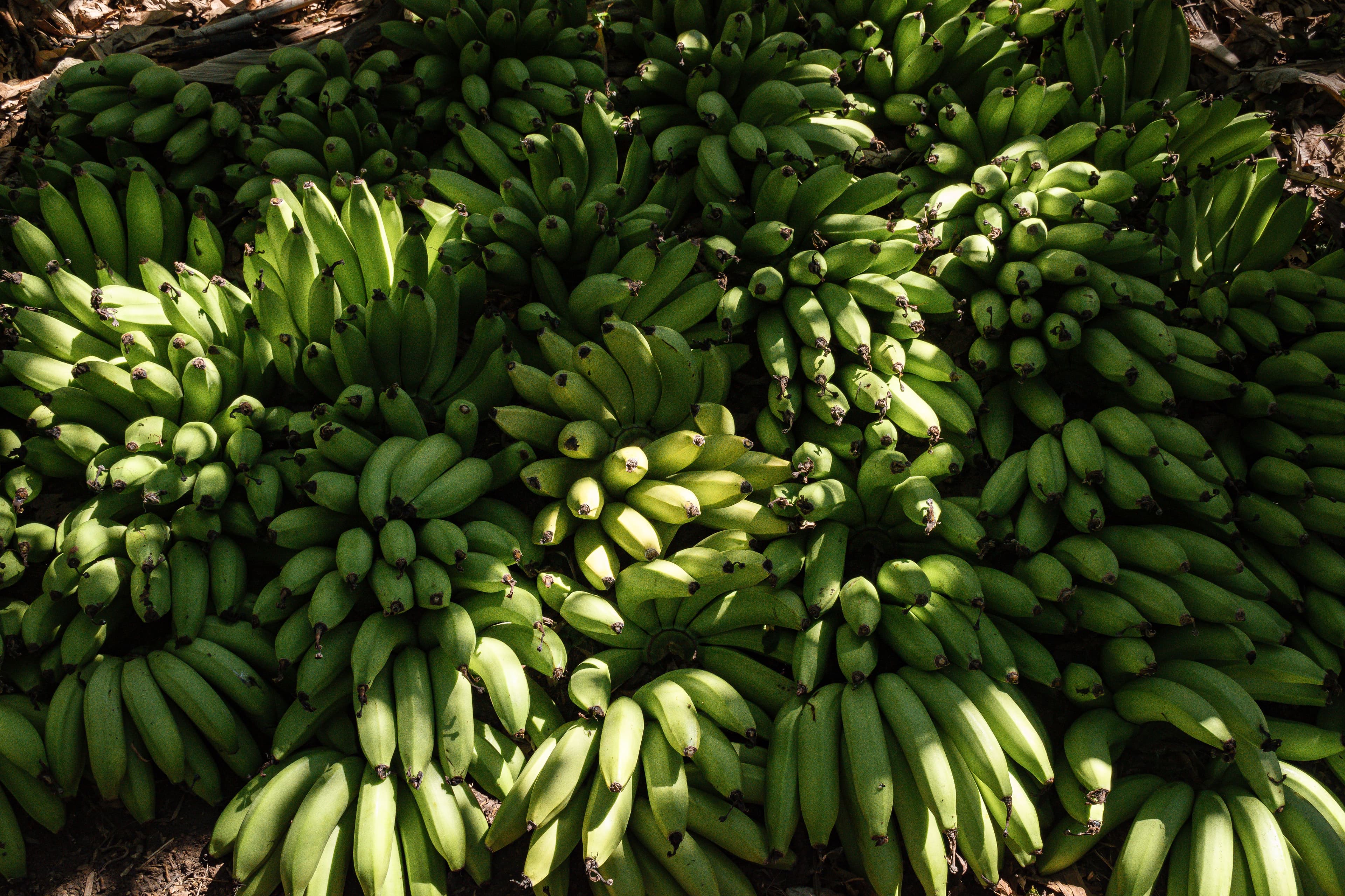 Raw Banana / Green Banana sourced from India