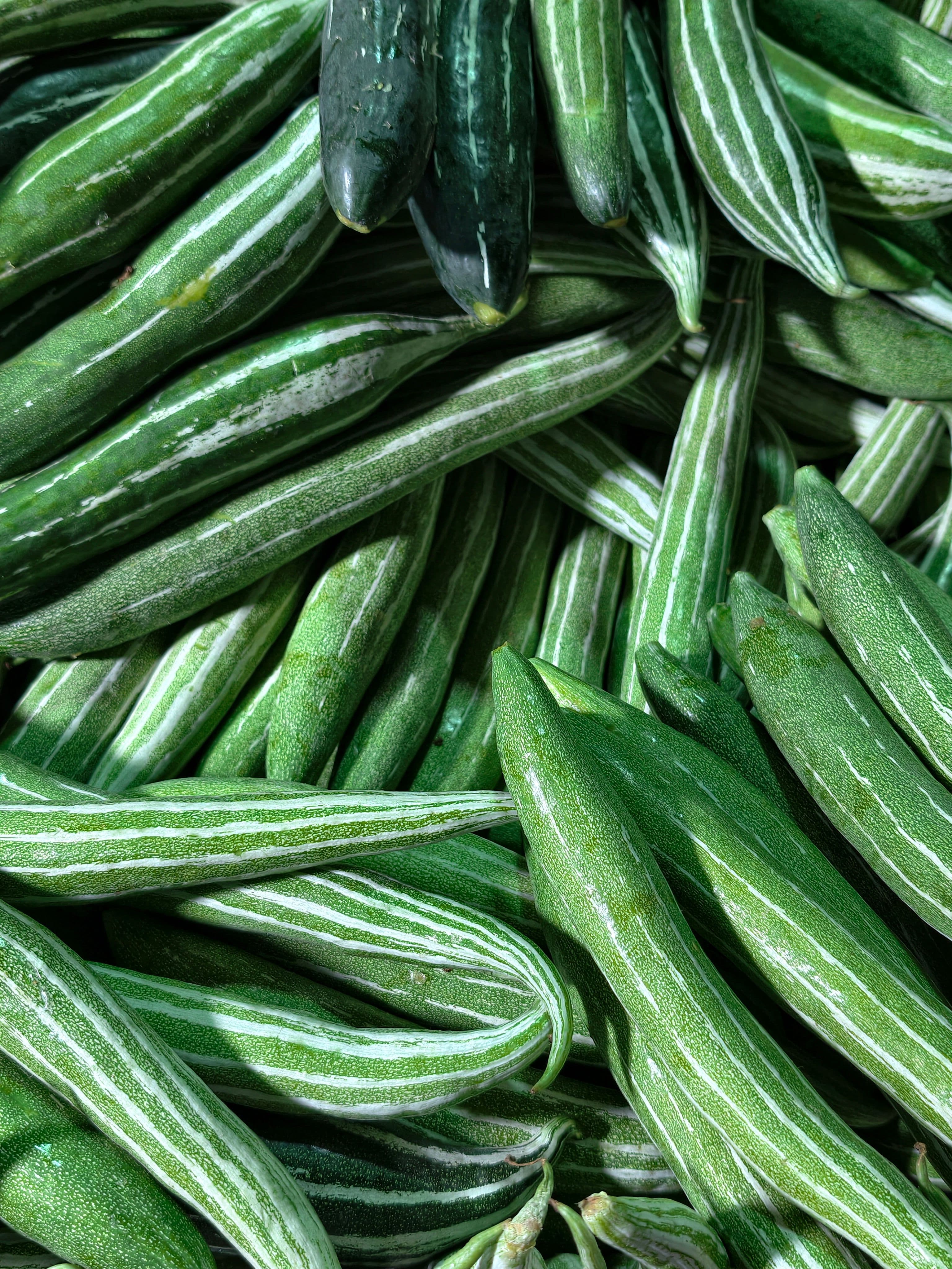 Snake Gourd sourced from India